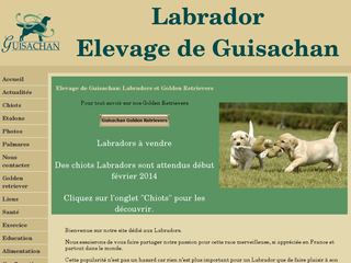 Détails : EARL de labrador retriever de Guisachan, adorable chiots labrador retriever à chouchouter